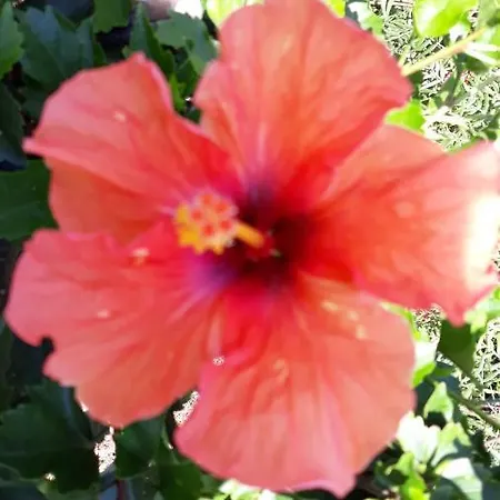 Isabella Bed & Breakfast 3*